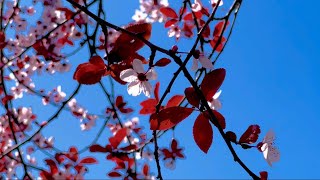 4k SPRING FLOWERING IN ISTANBUL 🌸🌺 AWESOME BEAUTIFUL SHOT