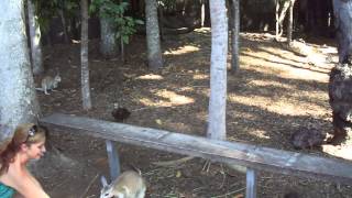 feeding a wallaby