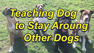 Training a  Dog to Stay Around Other Dogs