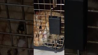 Ready To Kill Handsome Cat Fight In  Cage | Reach For Training Under Master Prince🤴🥰#viral#shorts