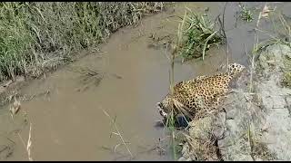 LEOPARD DRINKING WATER#viralvideo#shortvideo#masaimara