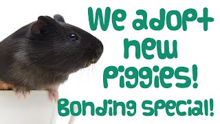 We ADOPT NEW GUINEA PIGS! + Guinea Pig Bonding at the Rescue Centre | Guinea Pig Adoption