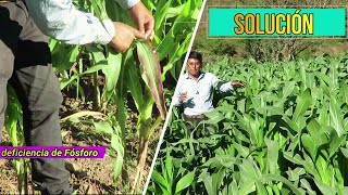 🌽Deficiencia de Fósforo en el Cultivo de Maíz ¿Cuál es la Solución?