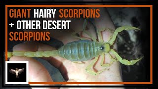 Looking for Giant Hairy Scorpions and Other Desert Scorpions in the Mojave