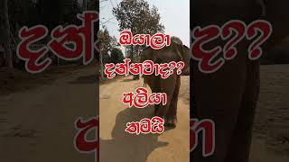 අලියට බැරි දේ #youtubeshorts #viralvideos #trendingshorts #ytshorts #shortsviral #elephant #sinhala