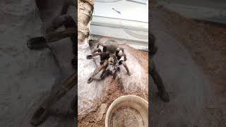 Pamphobeteus ultramarinus самка. Красивый паук. Пауки дома #паукиптицееды #птицееды