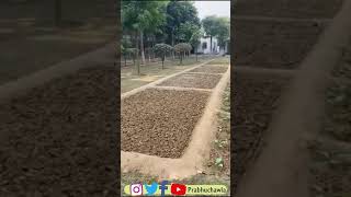 My Organic Vegetable Garden | देखिए  organic सब्जिया से भरा हुआ इस सब्जियों के बगीचे को