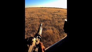 Wildlife Vets in quick and decisive action with a springbok collaring at Etosha Heights