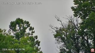 Hays Eagles Mom in fishing tree!😍🦅  08-02-2024