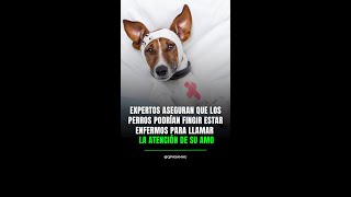 Expertos aseguran que los perros podrían fingir estar enfermos para llamar la atención de su amo