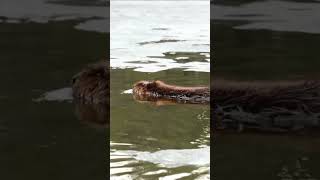 Ranchers don’t like beavers #Nevada #nature #wildlife #beavers #animals