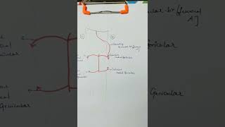 Anastomosis around knee joint