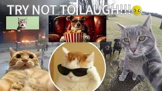 Funny Animal videos!! |Best Compilation #trytonotlaugh