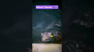 A School Of Big Bull Sharks Cruising Through The Miami Canals #miami #sharks #sharkfishing #fishing