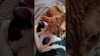 Devon Rex Cat Is Sweet To Younger Brother #shorts