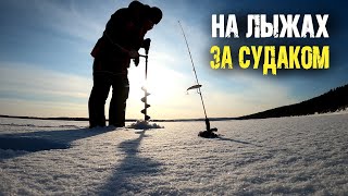 Где зимует судак?! Поиск судак в целине с эхолотом Практик 8