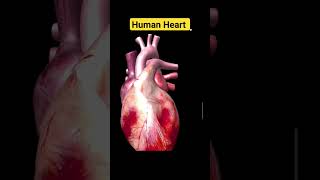 #human_heart #hap_chapter_7 full lecture k liye playlist dekhiye #srpharmacy