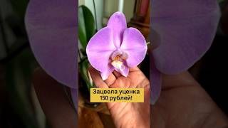 #данапротасова #orchid #орхідеї #орхорай @orhorai #уценка #орхоколлаборация