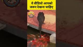 ये वीडियो आपको जरूर देखना चाहिए  #funny #funnycompilation#love #animals #shorts #animallover #reels