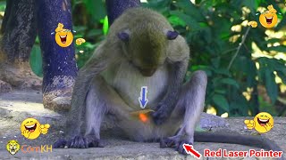 Monkey video  Prank monkey #funny #monkey #monkeyvideo #animals #funnyanimal #monkeyshow #animals