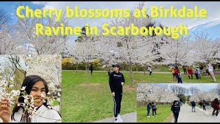 Cherry blossom at Birkdale Ravine in Scarborough