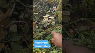 Rhododendrons garden