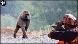 Amazing : How Do Texas Farmers Hunt Millions Of Baboons | Wild Boar Hunting