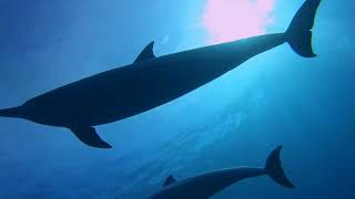 Hawaiian Spinner Dolphins