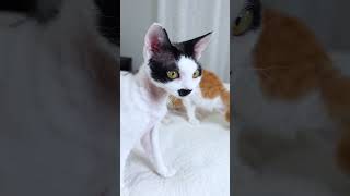 Devon Rex Cat Trio Go Crazy For Treats #shorts