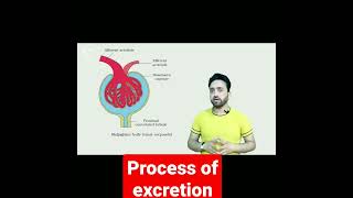 Process Of Excretion || Steps of Excretion