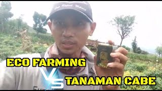 Testimoni Pupuk Organik Ecofarming Pada Tanaman Cabe Di Tuban Jawa Timur