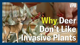 Invasive Plant Spread & Deer Defense