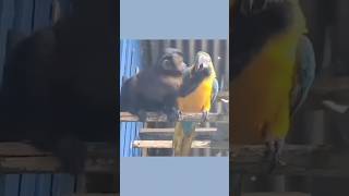 इस बंदर और parrot को अलग क्यों नहीं करते थे