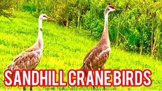 Sandhill crane birds!! #sandhillcranes #naturesounds #wildlife