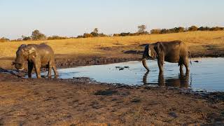 Elephant breaks its tusk!