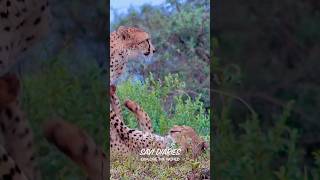 Cheetah 🐆 mom with its cub stretching & enjoying 😉 #cheetah #ytshorts #youtubeshorts #wildlife #yt