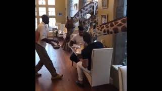 Eating Breakfast in Africa with Giraffes