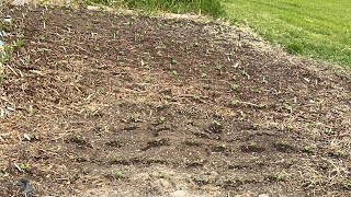 Garden Progress | Gardening Diary 12