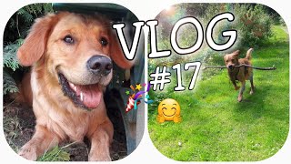 VLOG #17 / Nisi´s Reaktion auf EURE Kommentare / Zeckentablette