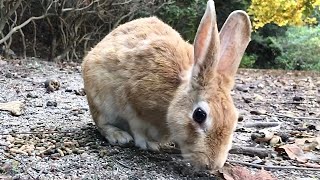 Take a close look at the charming rabbit's buttocks!