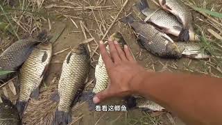 Wild fishing, 1 meter deep small ditch, sprinkle a handful of rice wine, you can also enjoy fishing