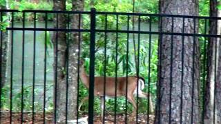 Cute baby deer 🦌outside our house! #animals #nature