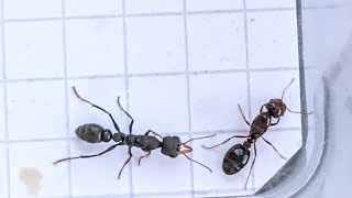 Solenopsis geminata (Ecuador) vs Myrmecia urens (Australia) 04.07.2012