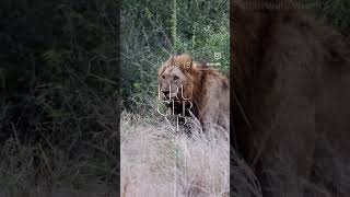 This is KRUGER!! 🌍 LION in 📍KRUGER NATIONAL PARK #explore #adventure #shorts #travel