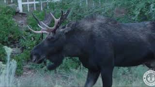 Elk On The Loose Captured And Safely Relocated From Santa Fe