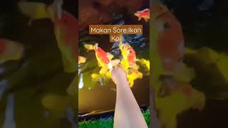 Ikan Koi Makan Sore