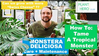 MONSTERA DELICIOSA | Tame a Tropical Monster? HOW TO Grow More SWISS CHEESE?? Plant Hero CARE GUIDE!