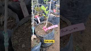 Apple grafting season results | Honey Crisp & Pink Lady🍎🇯🇲. #pinklady #appletree #grafting #results