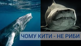 Чому кити - не риби