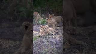 When the mother is one of the strong #cutebaby #cute #bigcat #funny